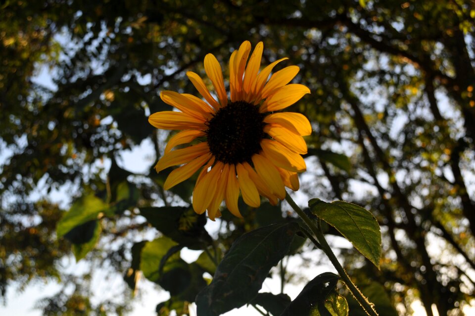 Yellow plant green
