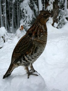 Snow plumage winter