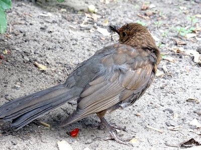 Nature garden bird foraging