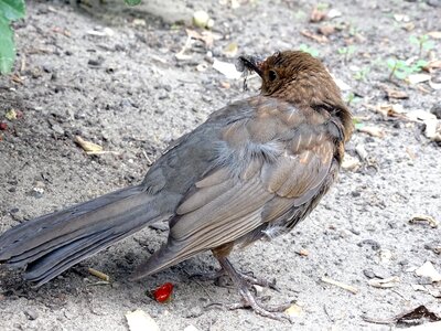 Nature garden bird foraging photo