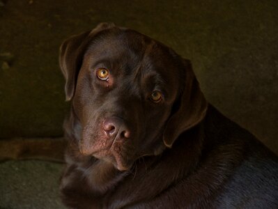Brown chocolate brown retriever