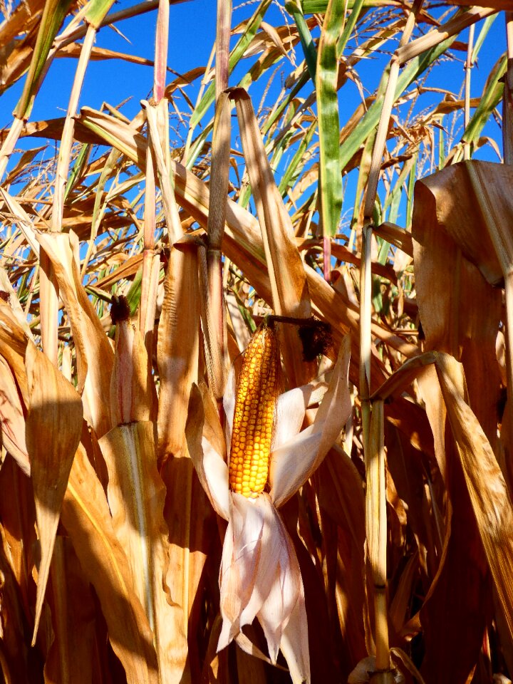 Harvest field corn on the cob
