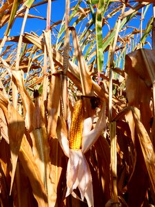Harvest field corn on the cob photo