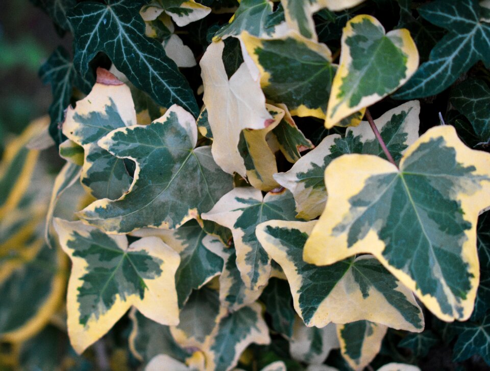 Yellow of course climber plant