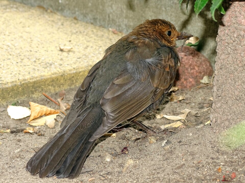 Nature garden bird foraging