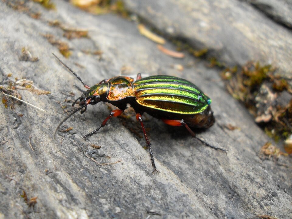 Nature forest animal world