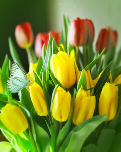 Tulips flowers bouquet photo