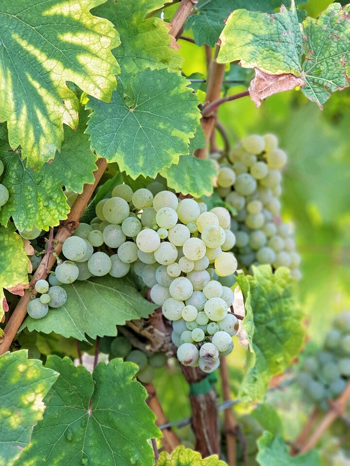 Grapes vine vineyard