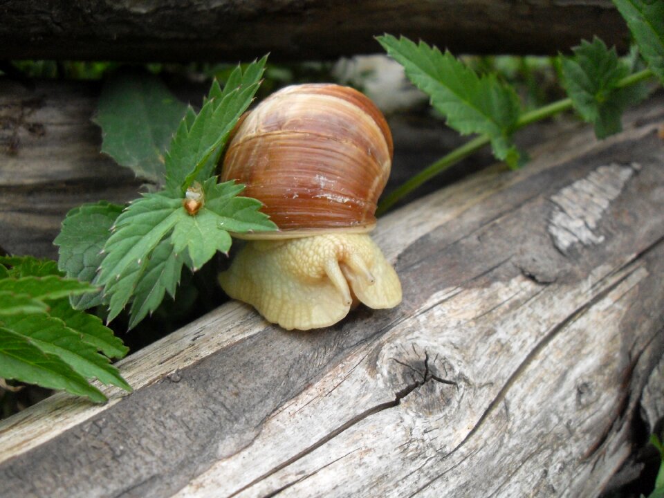 Close up nature shell