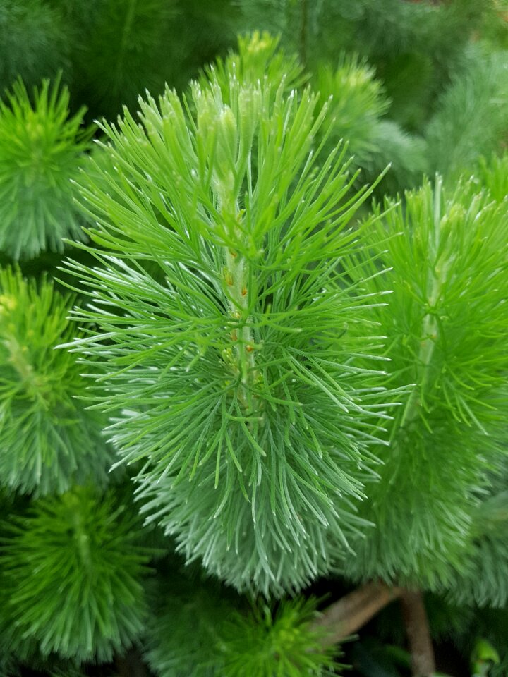 Trees landscape evergreen