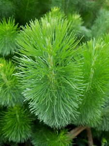 Trees landscape evergreen
