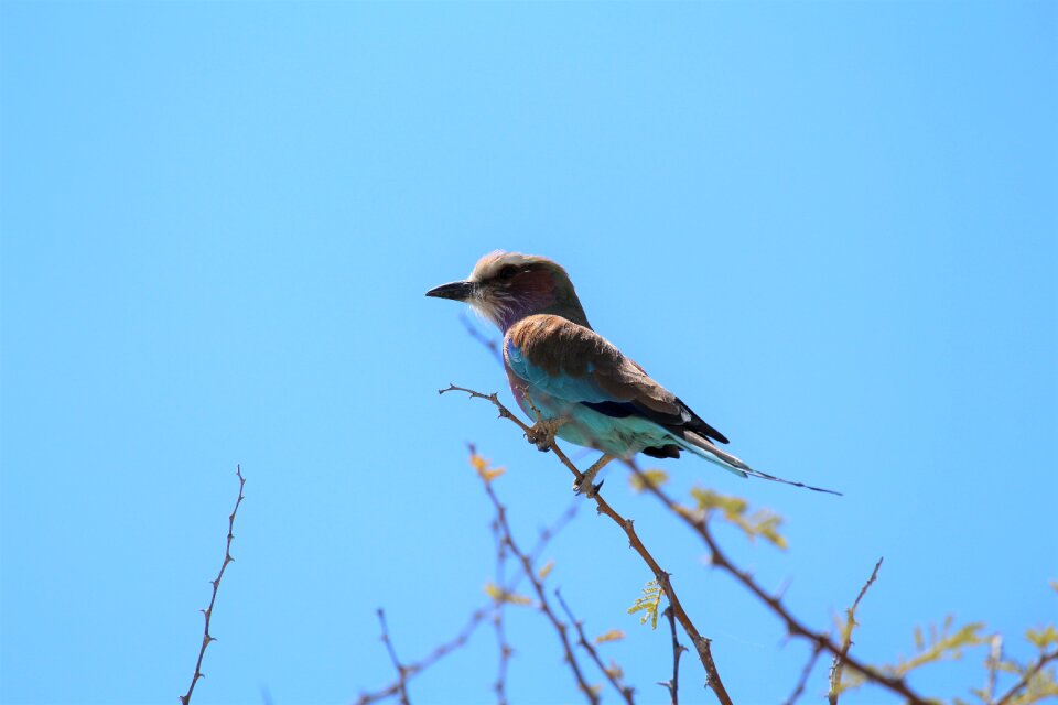 Safari bird close up