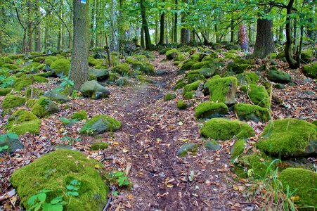 Stones covered moss