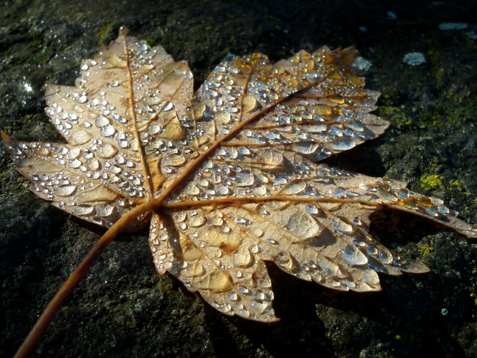 Fall foliage drip drop of water