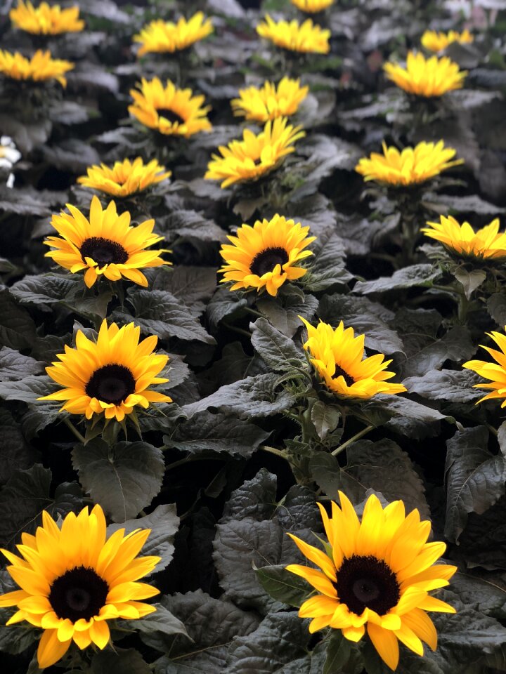 Sunflower flowers garden