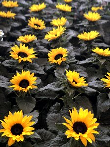 Sunflower flowers garden