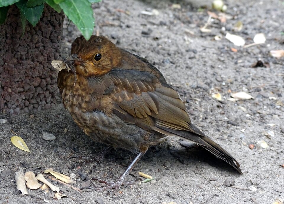 Nature garden bird foraging