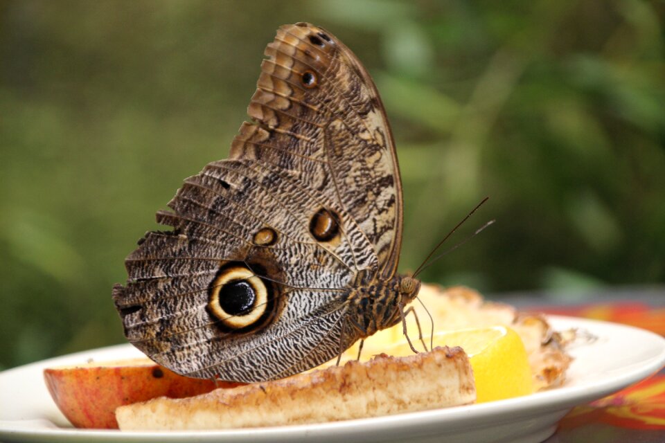 Plants nature butterfly