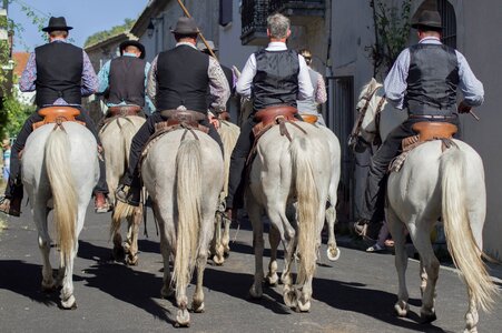 Horses riders saddles photo