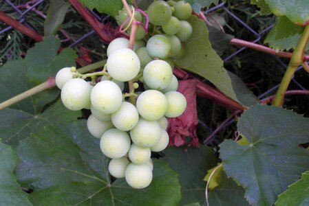 Garden fruit vines