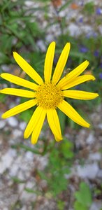 Yellow flower ferragosto details natural