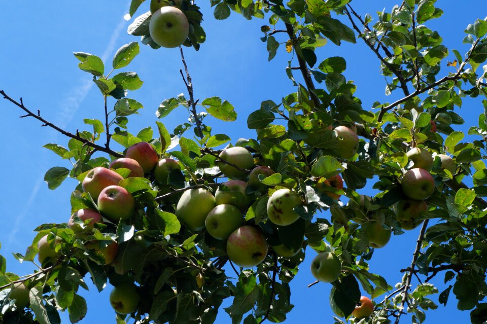 Nature delicious fresh