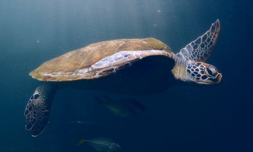 Nature sea underwater