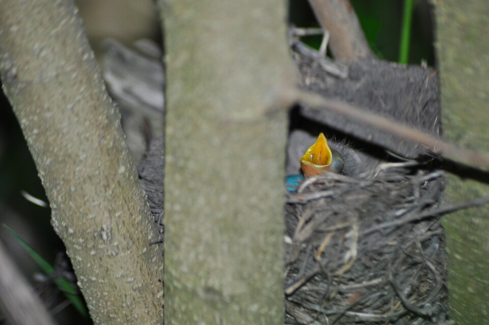 Bird helpless beautiful