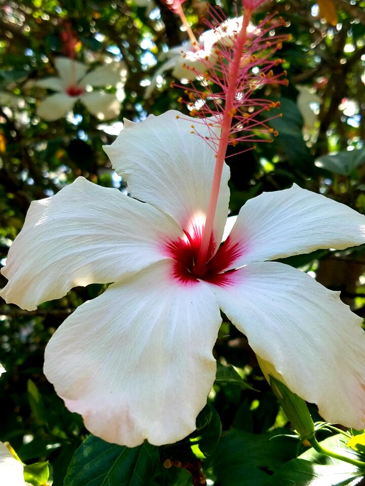 Bloom blossom flower