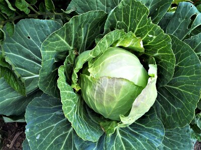 Cabbage healthy