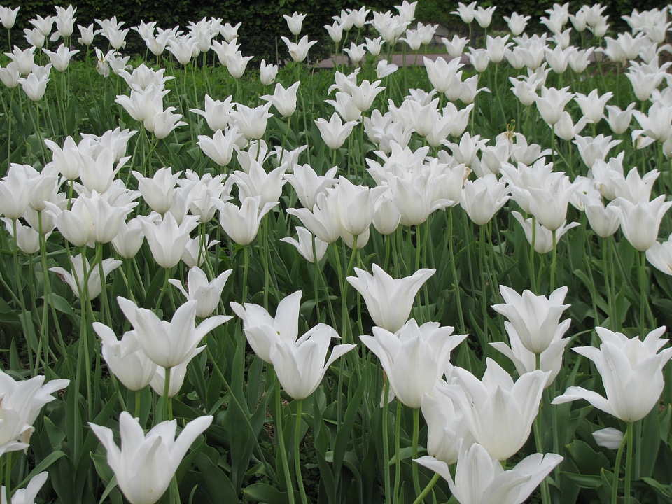 Holland tulip tulip fields