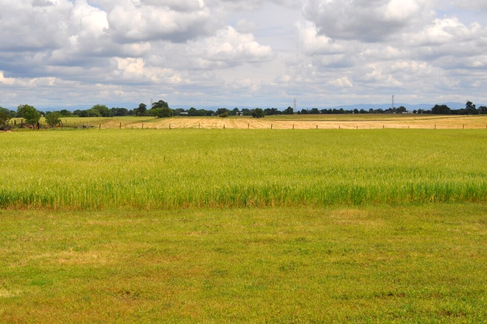 Meadow outdoors sky