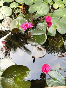 Lotus water green leaf