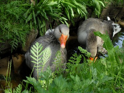Nature poultry plumage