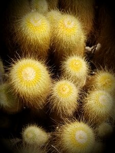 Prickly desert arizona photo