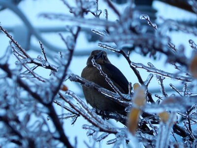 Winter ice photo