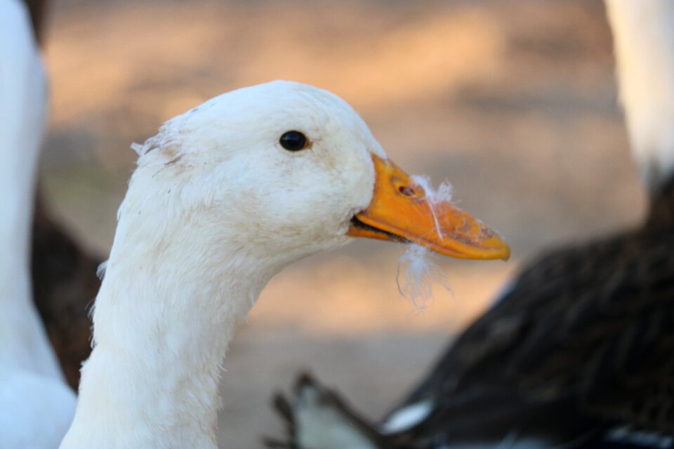 Duck white animal