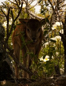 Mammal horns forest photo