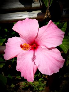 Blossom bloom flora