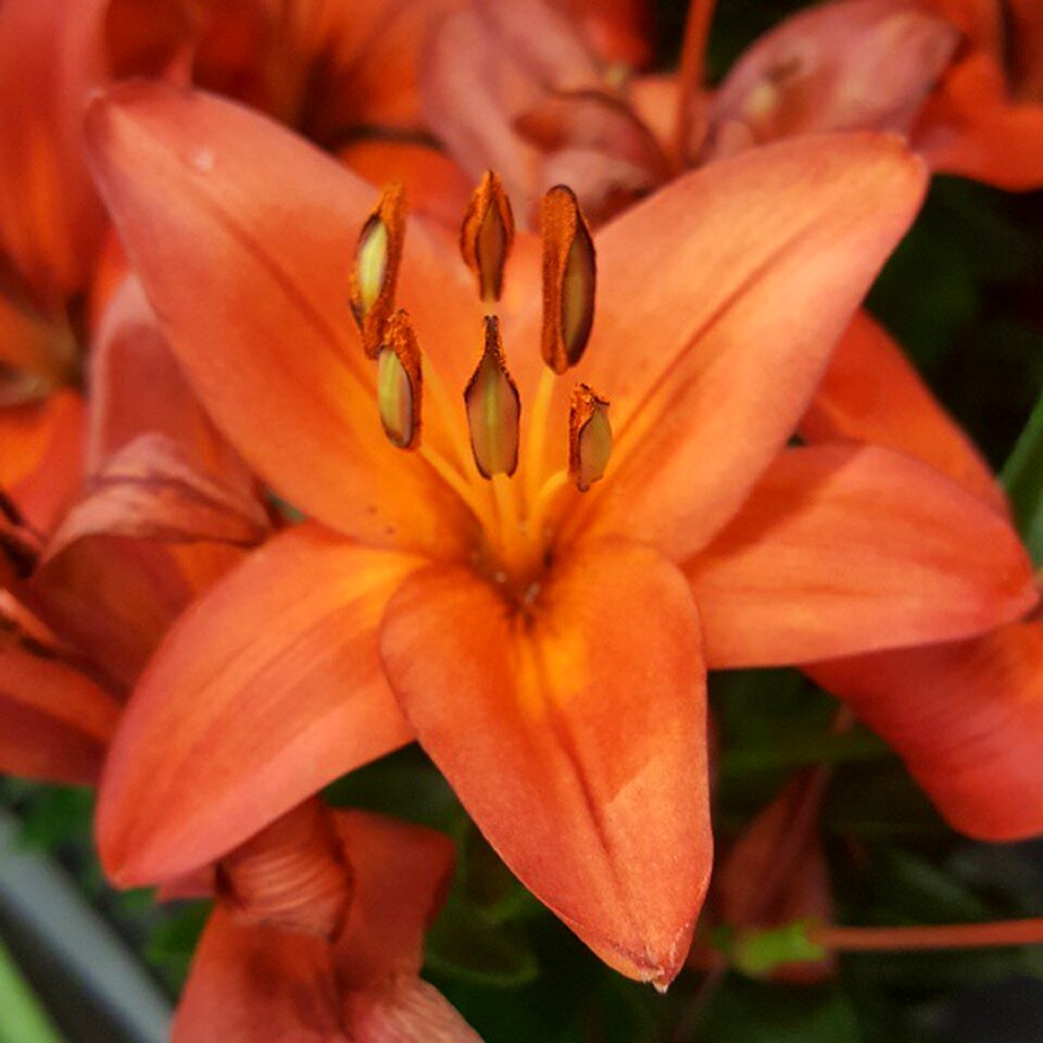 Blooming blossom lily photo