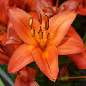 Blooming blossom lily photo