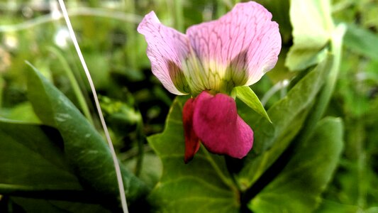 Nature bloom organic