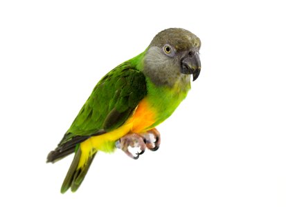 Pet plumage cute