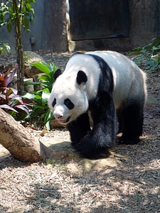 Rare protected bamboo