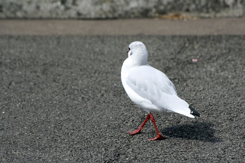 Animal photo hh hamburg