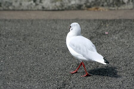Animal photo hh hamburg