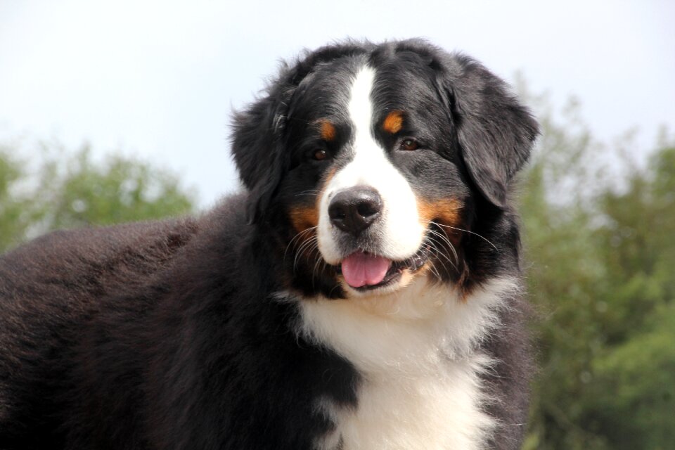Bernese mountain dog bernese Free photos