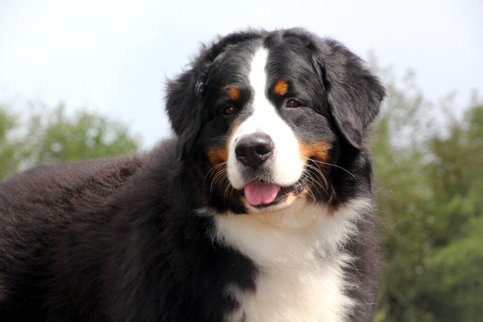 Bernese mountain dog bernese Free photos photo