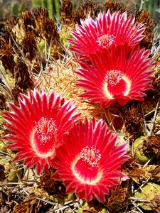 Cacti flowers plant photo