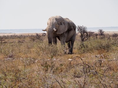 Africa elephant etosha photo